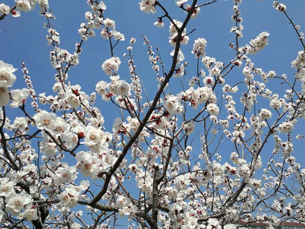 【重山影像】重山春已到 奮斗正當(dāng)時（二）20