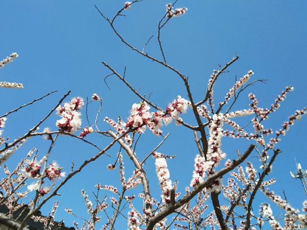 【重山影像】重山春已到 奮斗正當(dāng)時（二）20
